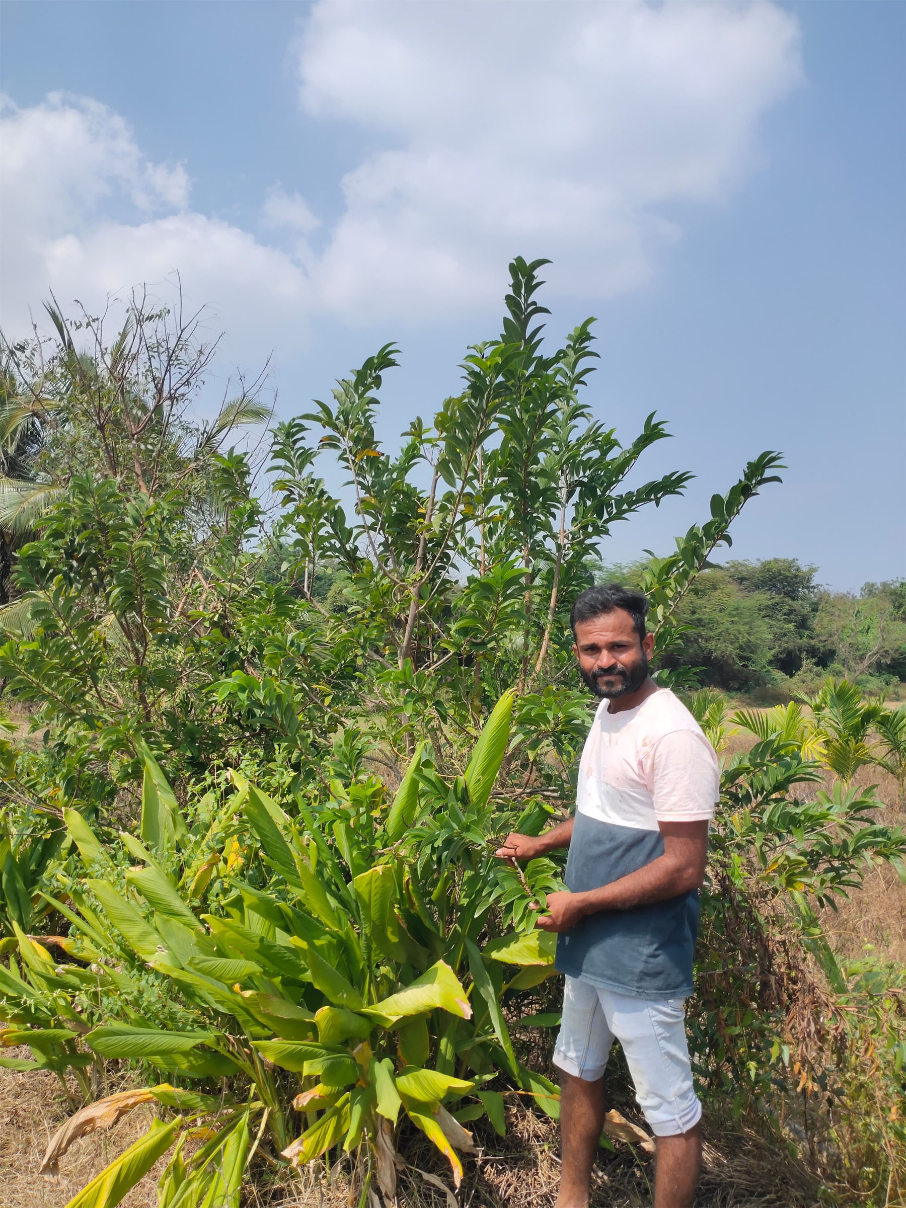 ಅರುಣಕುಮಾರ ಬೆಳೆದಿರುವ ಅರಿಶಿಣ ಬೆಳೆ