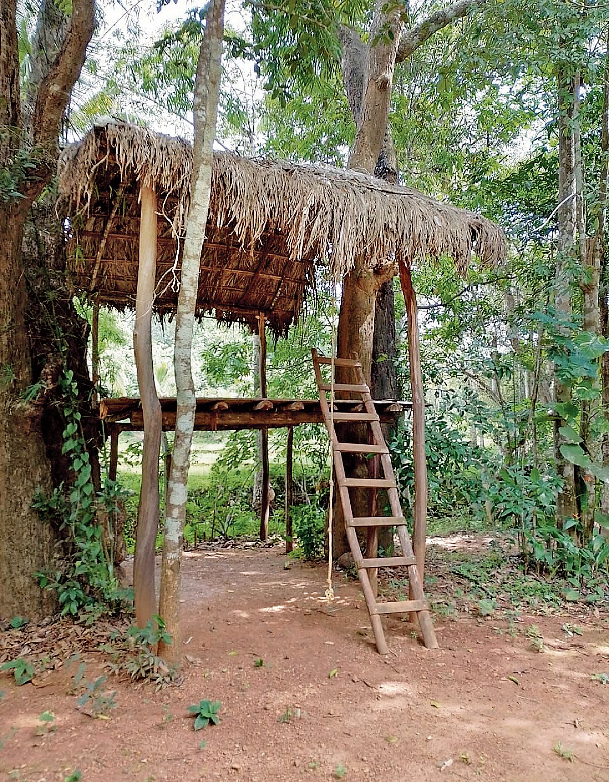 ಕಾಡಂಚಿನ ಮಾಳಗಳು

