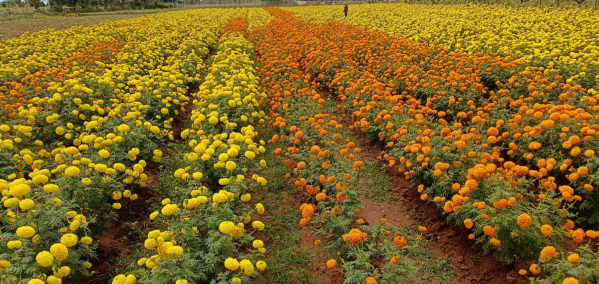 ಸಂತೇಬೆನ್ನೂರು : ಹೆದ್ದಾರಿ ಪಕ್ಕ ಅರಳಿದ ಹೂವಿನ ಲೋಕ
