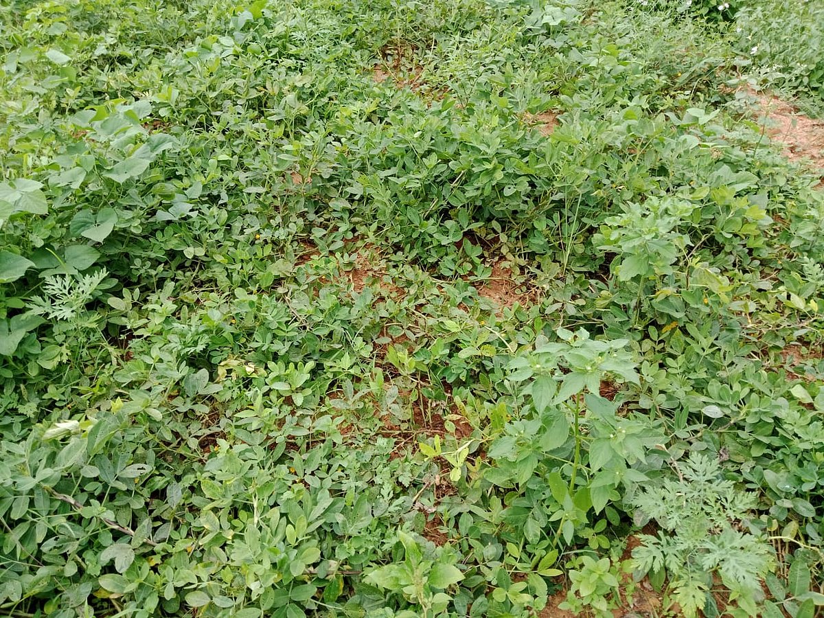 
ಬಂಗಾರಪೇಟೆ : ಕಾಡಂಚಿನ ಗ್ರಾಮಗಳಲ್ಲಿ ಹೆಚ್ಚಾದ ಹಂದಿಗಳ ಉಪಟಳ 