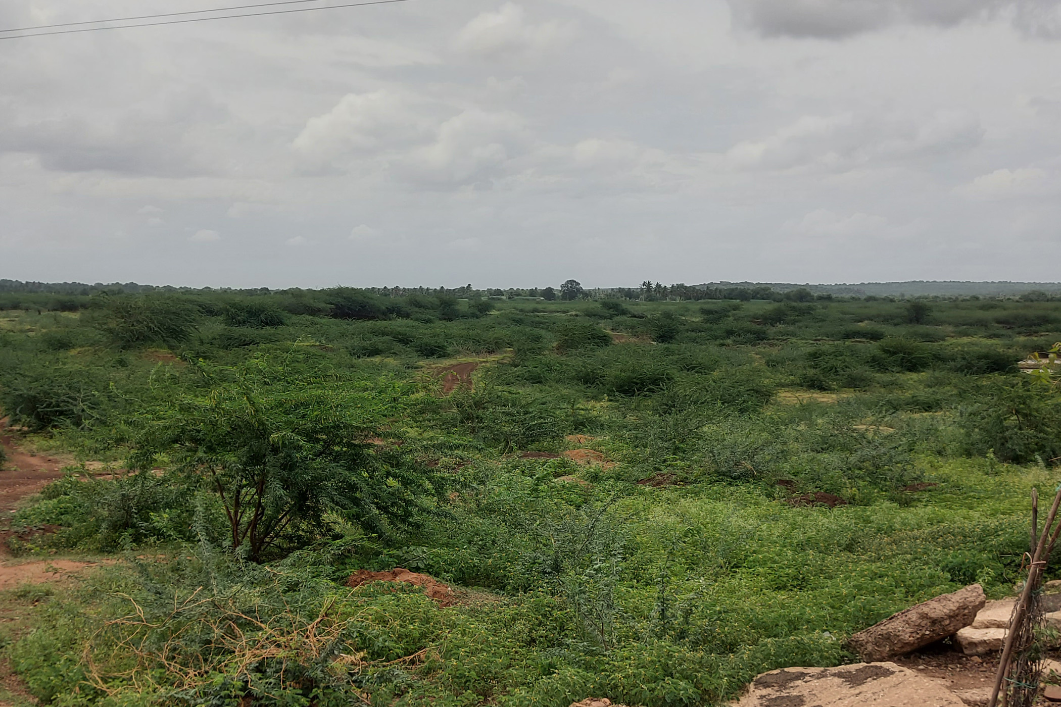 ಬಾದಾಮಿ ಸಮೀಪದ ಕೆಂದೂರ ಕೆರೆಯಲ್ಲಿ ನೀರಿಲ್ಲದೆ ಜಾಲಿಗಿಡಗಳಿಂದ ಆವೃತವಾಗಿದೆ.