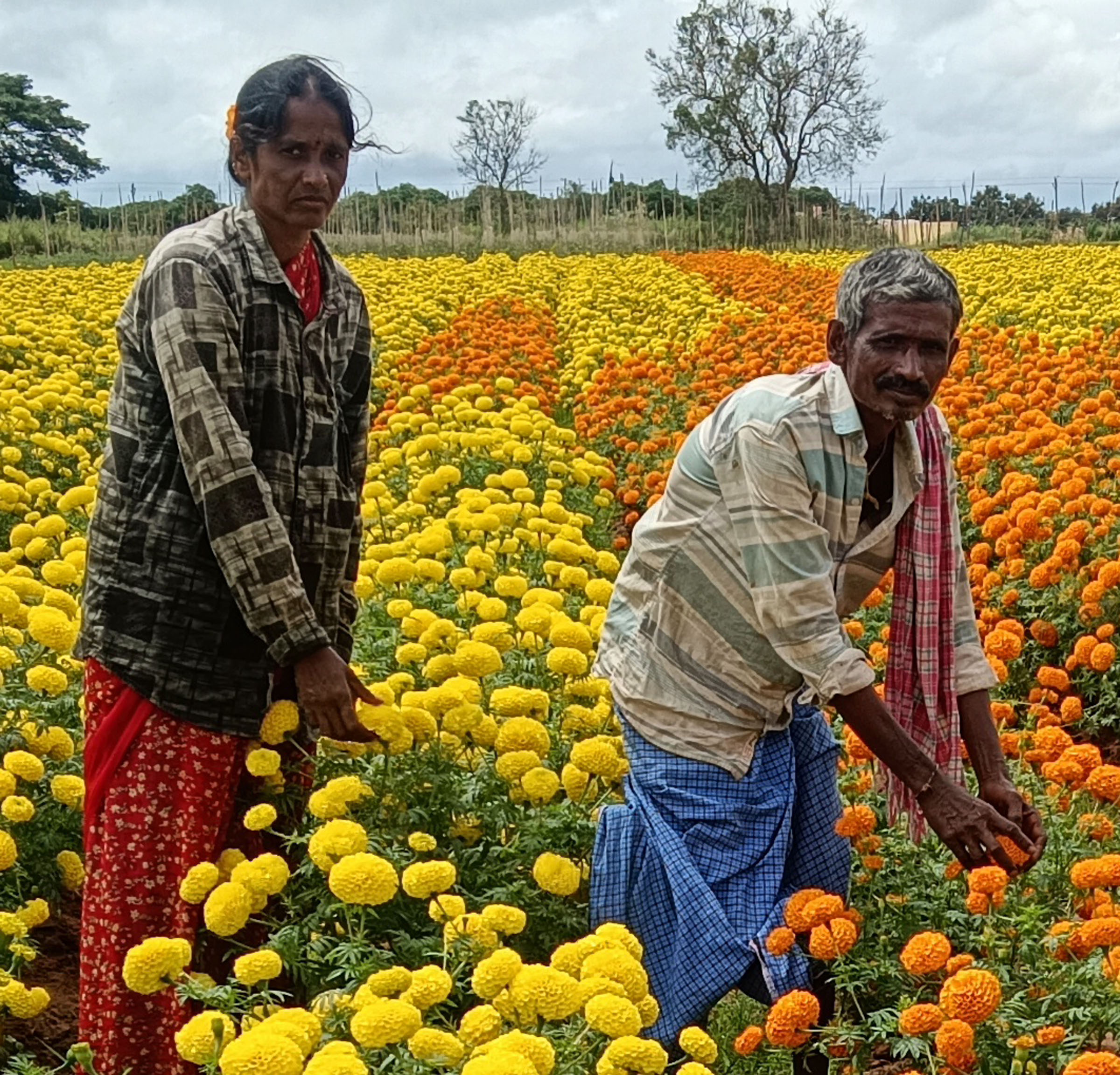 ಚೆಂಡು ಹೂವು ಬಿಡಿಸುತ್ತಿರುವ ರುದ್ರಮ್ಮ– ಮೂರ್ತಪ್ಪ ದಂಪತಿ 