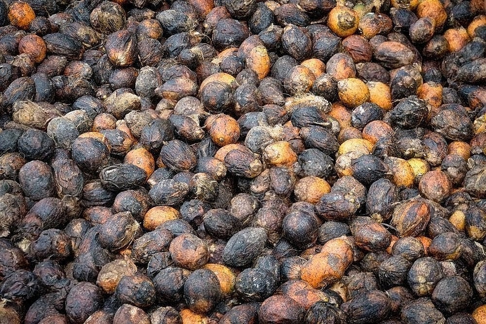 ಶಿರಸಿ | ಬಿಸಿಲಿನ ಕಾವಿಲ್ಲದೆ ಮುಗ್ಗುತ್ತಿರುವ ಹಣ್ಣಡಿಕೆ