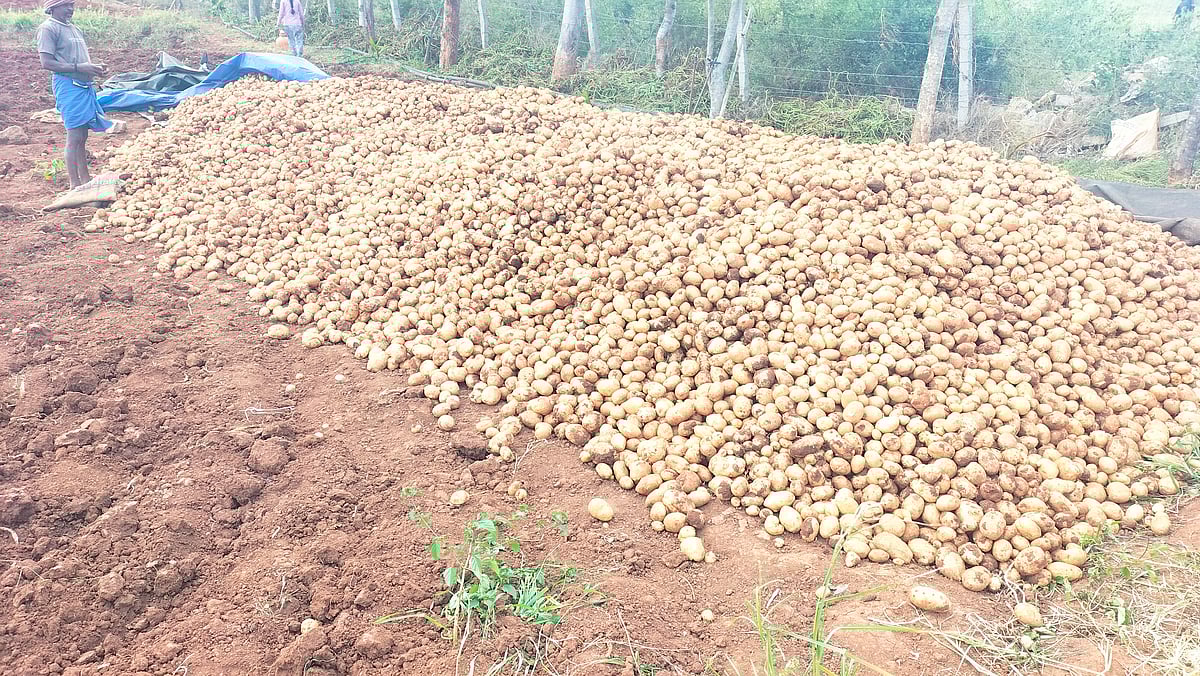 ಗುಂಡ್ಲುಪೇಟೆ | ಕುಸಿದ ಬೆಲೆ: ಕೊಳೆಯುತ್ತಿದೆ ಆಲೂಗಡ್ಡೆ