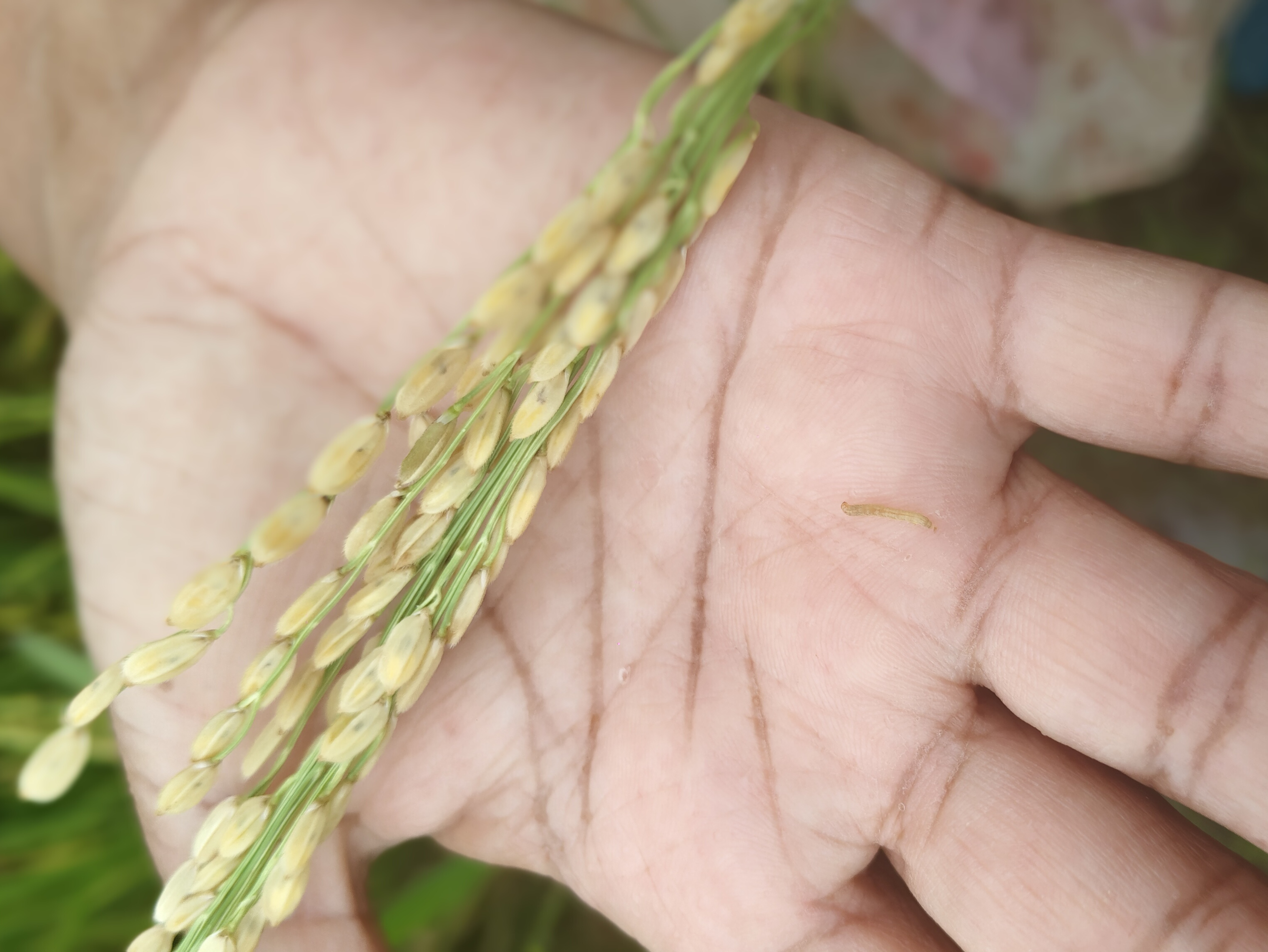 ತೆನೆ ತಿಗಣೆ ರಸ ಹೀರಿರುವ ಭತ್ತದ ತೆನೆ 