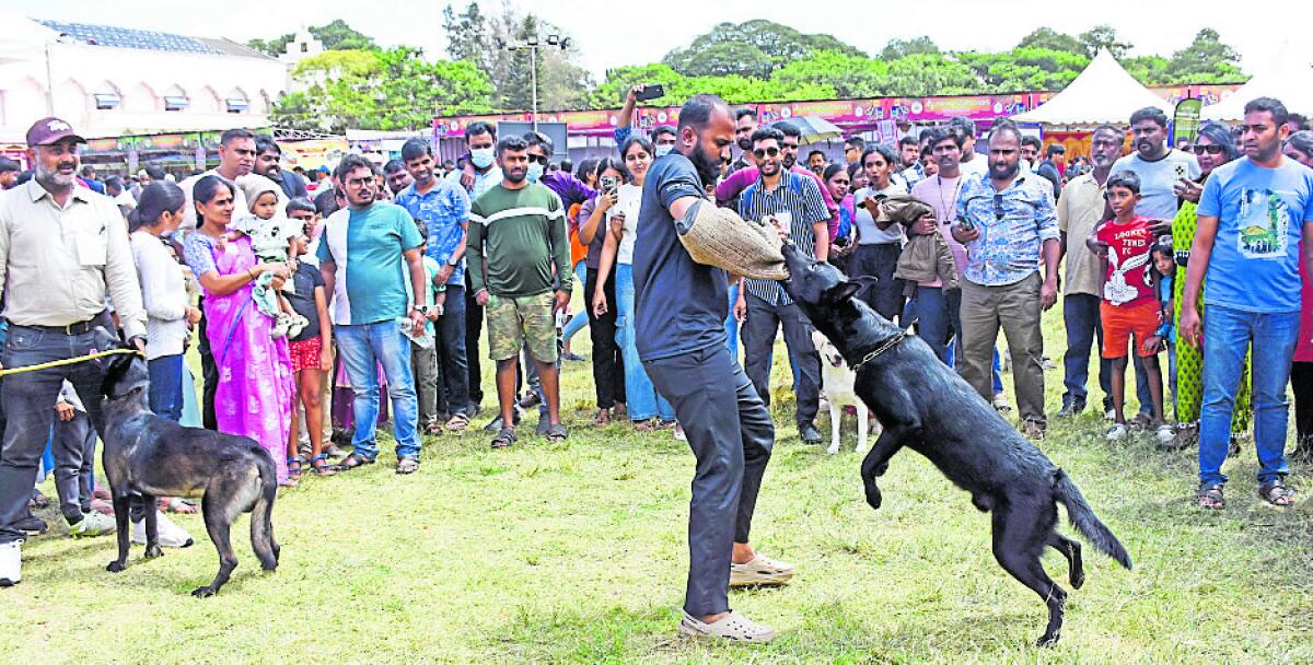 ಮೈಸೂರಿನ ಜೆ.ಕೆ.ಮೈದಾನದಲ್ಲಿ ಭಾನುವಾರ ನಡೆದ ಮುದ್ದುಪ್ರಾಣಿಗಳ ಸ್ಪರ್ಧೆಯಲ್ಲಿ ರೋಚಕ ದೃಶ್ಯ (ಎಡಚಿತ್ರ). ಬಹುಮಾನ ಪಡೆದ ಸೈಬೀರಿಯನ್‌ ಹಸ್ಕಿ ನಾಯಿಯೊಂದಿಗೆ ಶ್ವಾನದ ಮಾಲೀಕ ಚಂದ್ರು