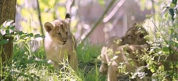 ವಿಶಾಖಪಟ್ಟಣ: ಎರಡು ಏಷಿಯಾಟಿಕ್ ಸಿಂಹದ ಮರಿಗಳು ಜನನ