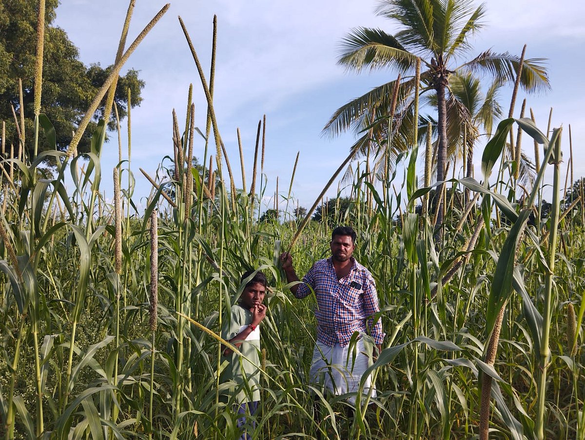 ಹಟ್ಟಿಚಿನ್ನದಗಣಿ: ಟರ್ಕಿ ದೇಶದ ಸಜ್ಜೆ ಬೆಳೆದ ರೈತ