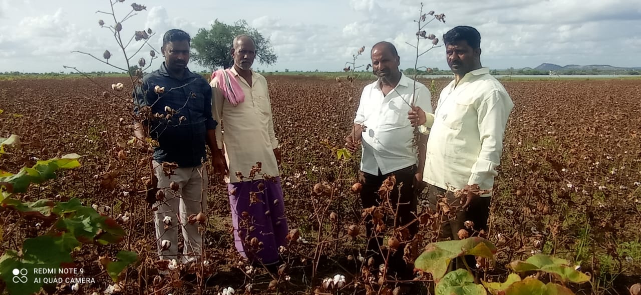 ಶಹಾಪುರ ತಾಲ್ಲೂಕಿನ ಗ್ರಾಮವೊಂದರ ಜಮೀನಿನಲ್ಲಿ ಪ್ರವಾಹದಿಂದ ಒಣಗಿರುವ ಹತ್ತಿ ಬೆಳೆ