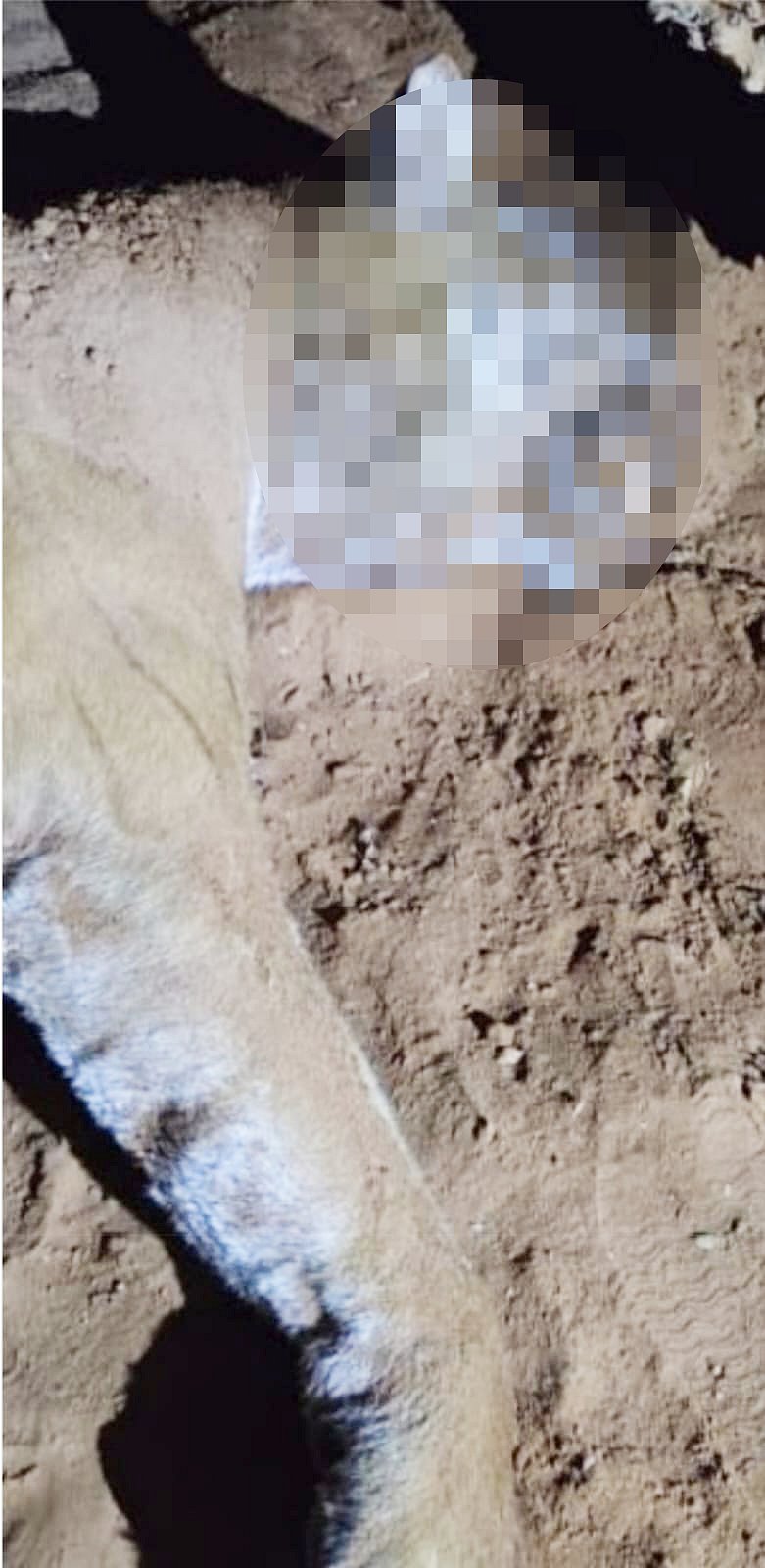 ಮಲೆ ಮಹದೇಶ್ವರ ವನ್ಯಧಾಮದಲ್ಲಿ ಹುಲಿಯ ಅರ್ಧ ಕಳೇಬರ ಪತ್ತೆ, ತನಿಖೆಗೆ ಖಂಡ್ರೆ ಆದೇಶ