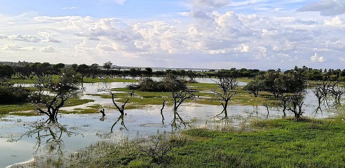 ಅಂಕಸಮುದ್ರ: ವಲಸೆ ಹಕ್ಕಿಗಳ ಪಾರುಪತ್ಯ