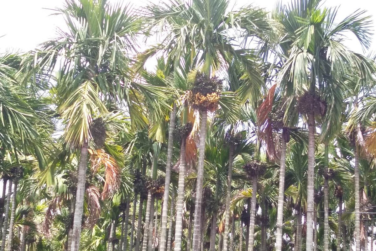 ಚನ್ನಗಿರಿ | ₹ 60,000 ಗಡಿ ದಾಟಿದ ಅಡಿಕೆ ಬೆಲೆ 