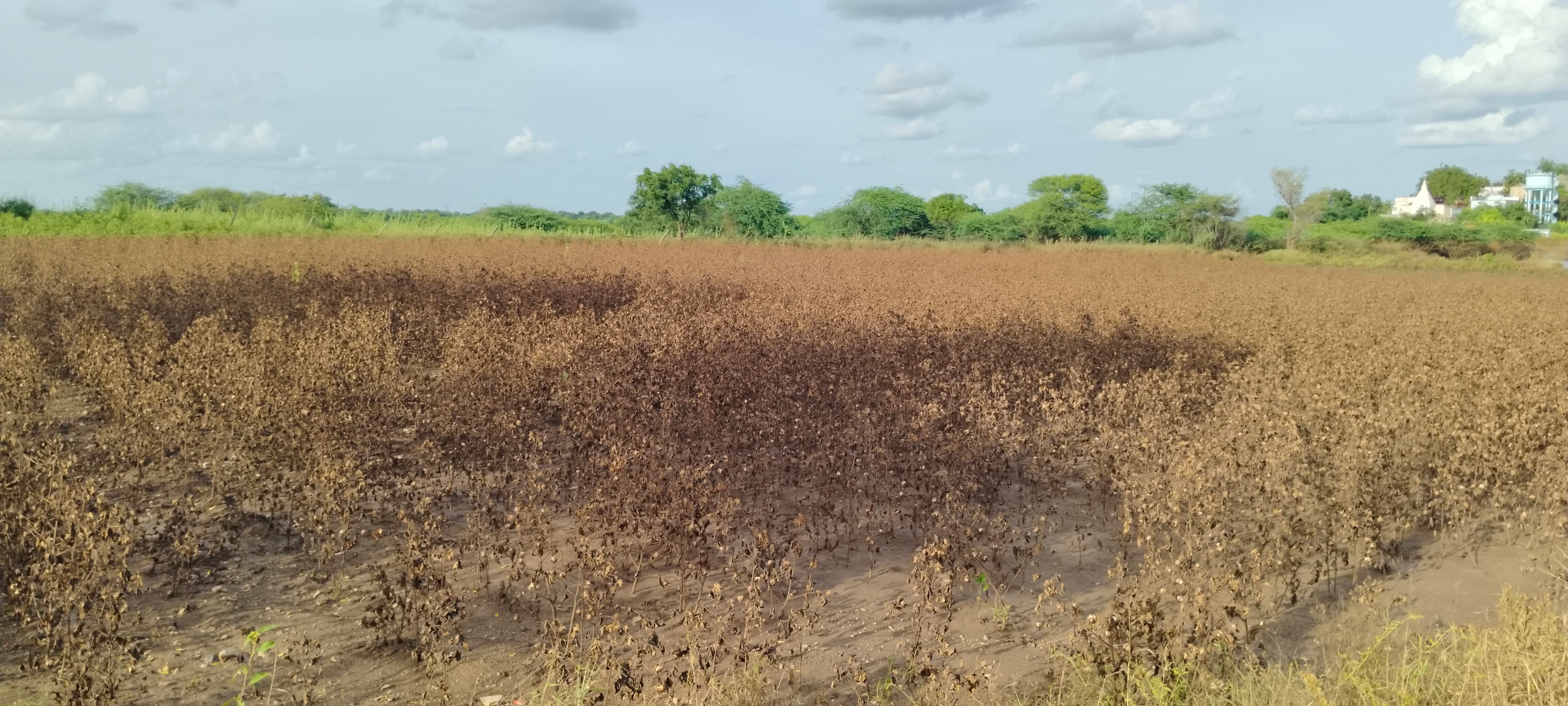 ಹತ್ತಿ ಹೊಲ ಪ್ರವಾಹದ ನೀರಿನಿಂದ ಹಾಳಾಗಿ ಹೋಗಿರುವುದು