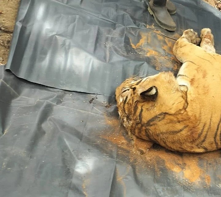 ಮಲೆ ಮಹದೇಶ್ವರ ವನ್ಯಧಾಮ: ಮತ್ತೊಂದು ಹುಲಿ ಹತ್ಯೆ