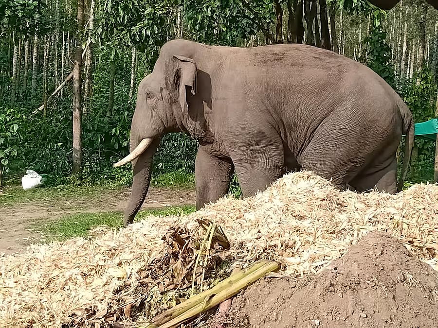 ನರಸಿಂಹರಾಜಪುರ:  ಒಂಟಿ ಸಲಗ ಹಿಡಿಯಲು ಕಾರ್ಯಾಚರಣೆ