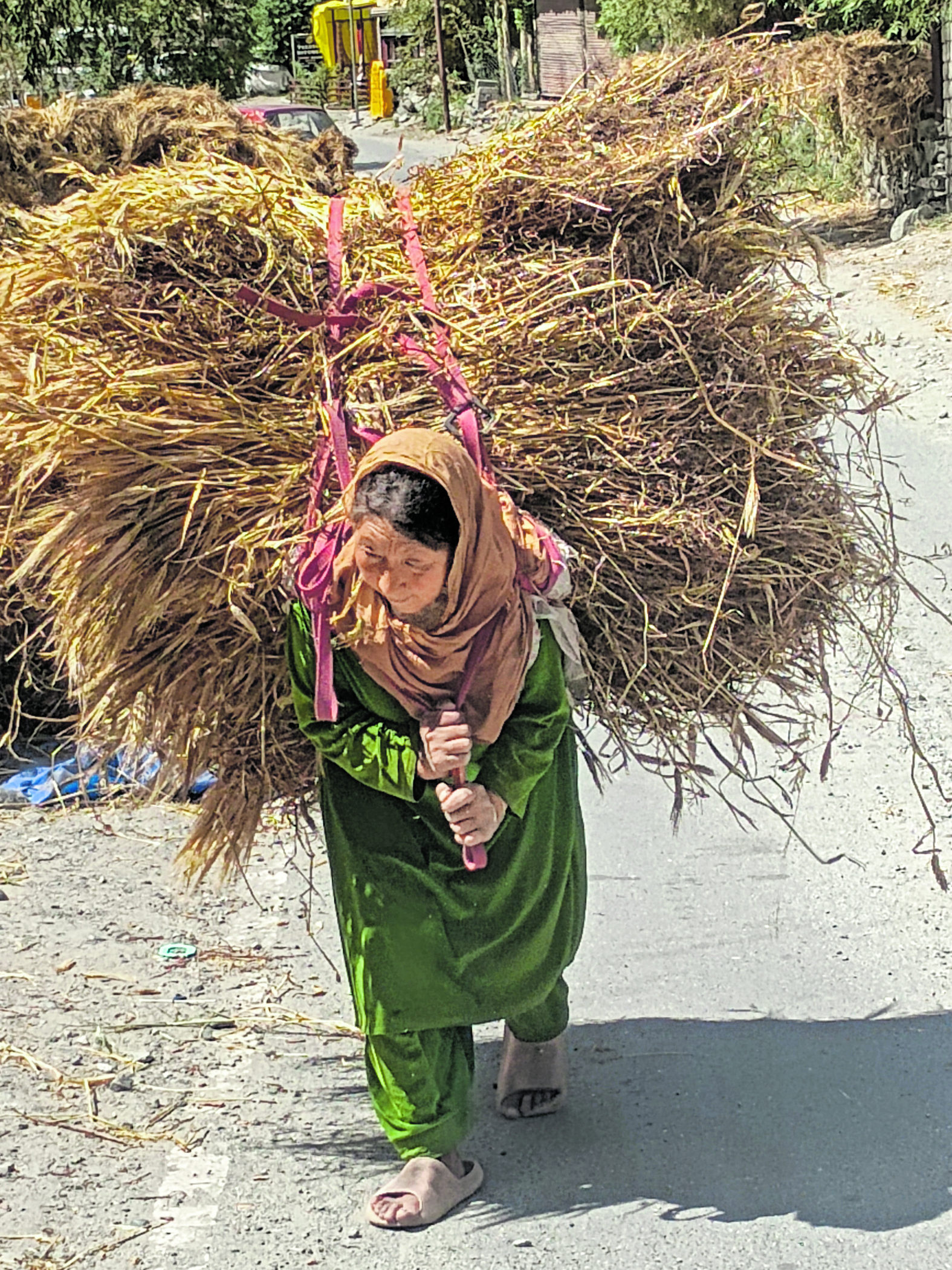 ಗೋಧಿ ಸಿವುಡು ಹೊತ್ತ ಅಜ್ಜಿ