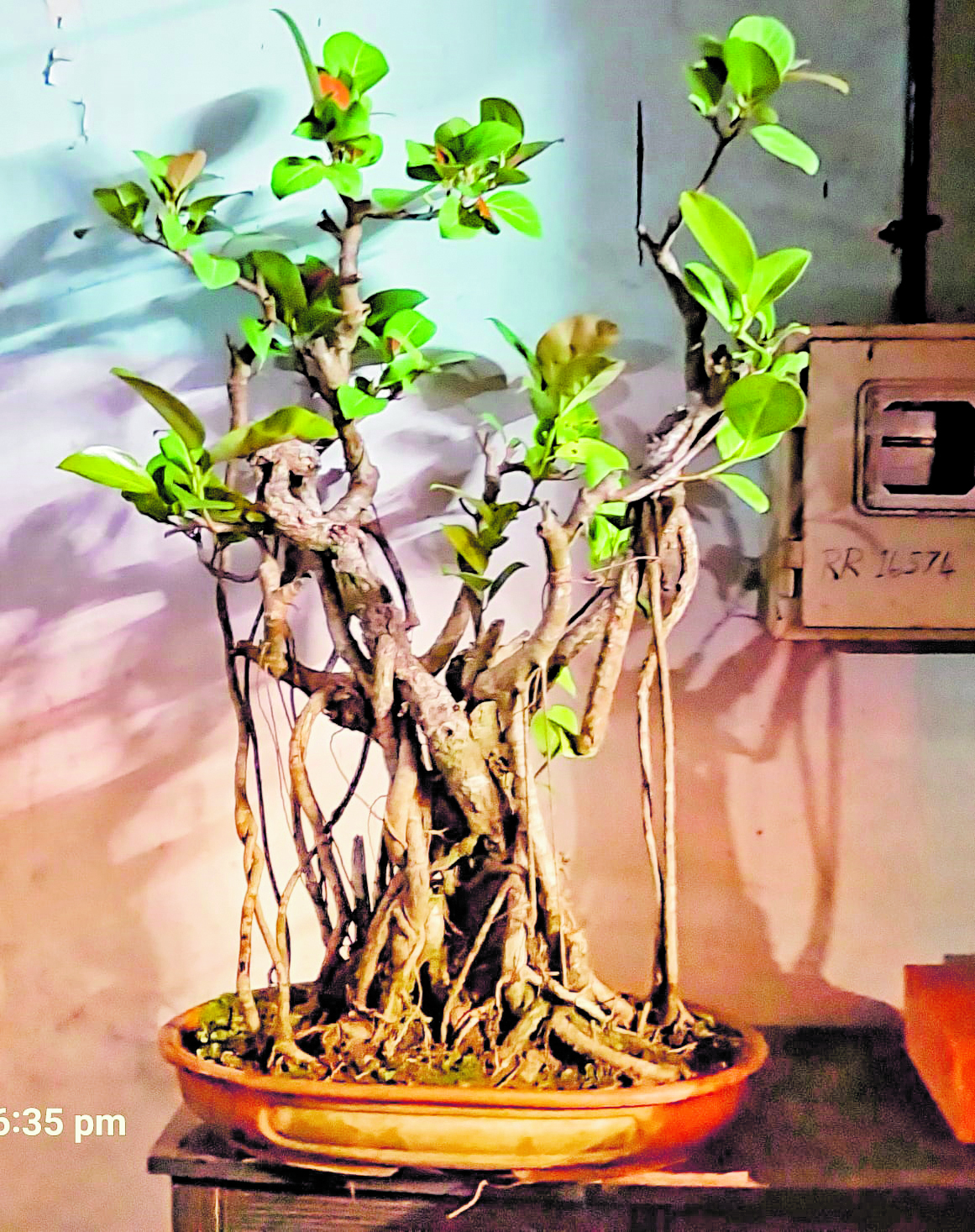 45 ವರ್ಷದ ಆಲದ ಮರ  