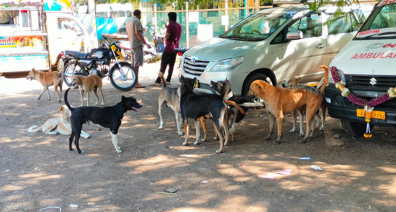 ಬೀರೂರು ಪಟ್ಟಣದ ಪುರಸಭೆ ಸಮೀಪವೇ ನಾಯಿಗಳ ಹಿಂಡು ಅಲೆದಾಡುತ್ತಿರುವುದು