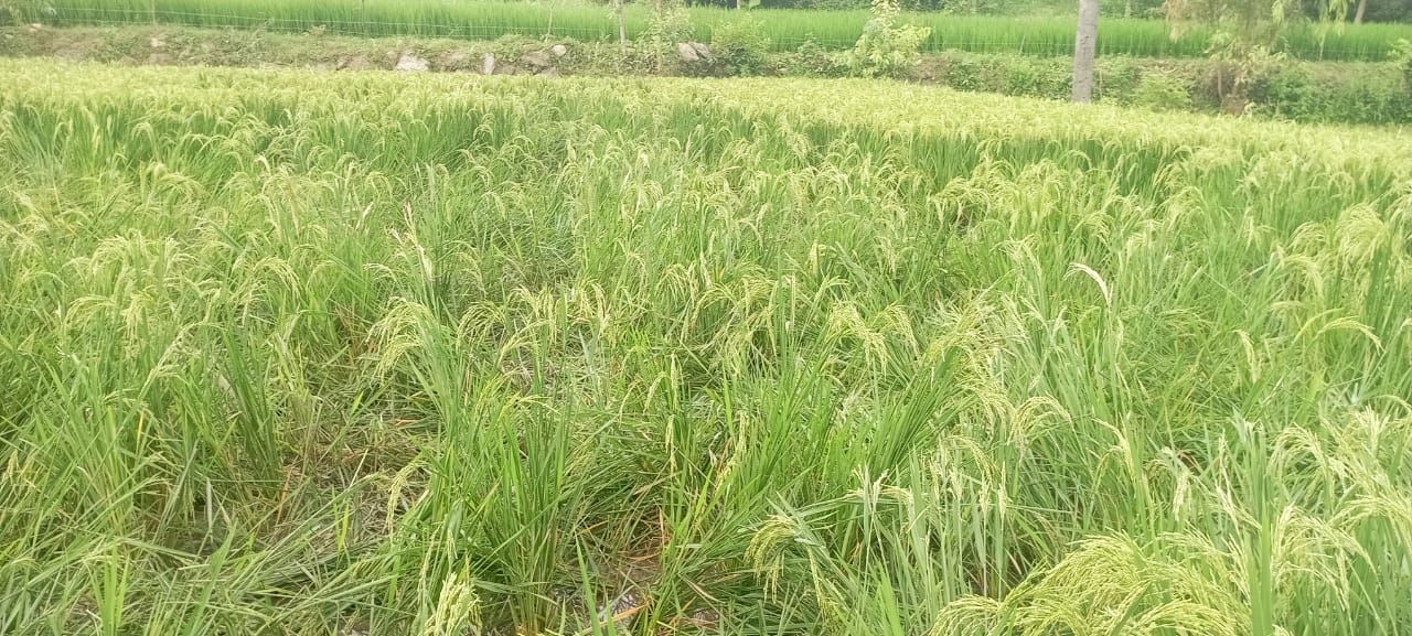 ಬಂಗಾರಪೇಟೆ ತಾಲ್ಲೂಕಿನ ಸಂತೋಜಿ ರಾವ್ ರವರ ಭತ್ತವನ್ನು ಹಂದಿಗಳು ನಾಶ ಮಾಡಿರುವುದು