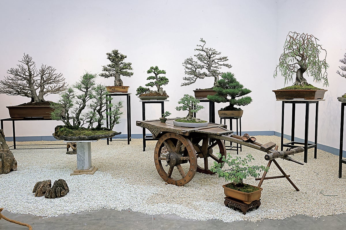 Bonsai Art: ಬೋನ್ಸಾಯ್‌ ಕಲೆಯತ್ತ ಒಲವು