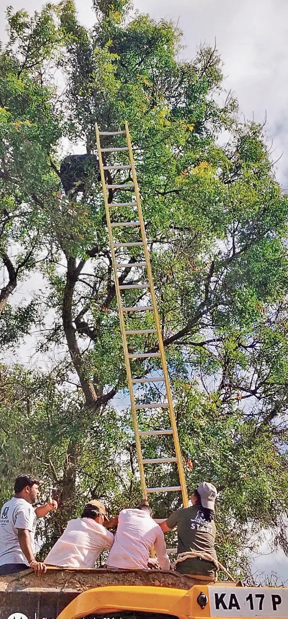 ಮರದ ಮೇಲಿರುವ ಕರಡಿಯನ್ನು ಹಿಡಿಯಲು ಕಸರತ್ತು...