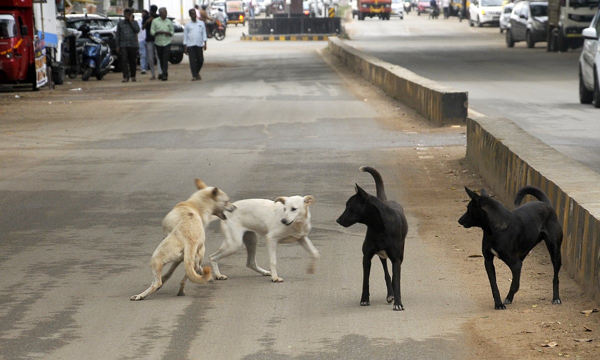ಚಿಕ್ಕಮಗಳೂರು ಜಿಲ್ಲೆಯಲ್ಲಿ ಬೀದಿನಾಯಿ ಹಾವಳಿ ಹೆಚ್ಚಳ: ಭಯದಲ್ಲಿ ಜನ