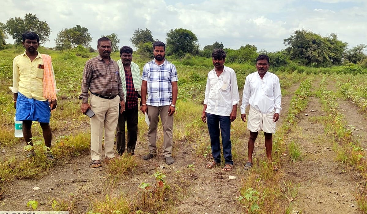 ಮಳೆಗೆ ತೊಗರಿ ಹತ್ತಿ, ಭತ್ತ ಹಾನಿ: ಬೆಳೆಹಾನಿಗೆ ನಲುಗಿದ ರೈತರು
