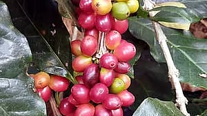 ಕೊಡಗು | ಕಾಫಿ ಬೋರ್ಡ್‌ನಲ್ಲಿ ಖಾಲಿ ಇರುವ ಹುದ್ದೆಯ ಭರ್ತಿಗೆ ಅರ್ಜಿ ಆಹ್ವಾನ

