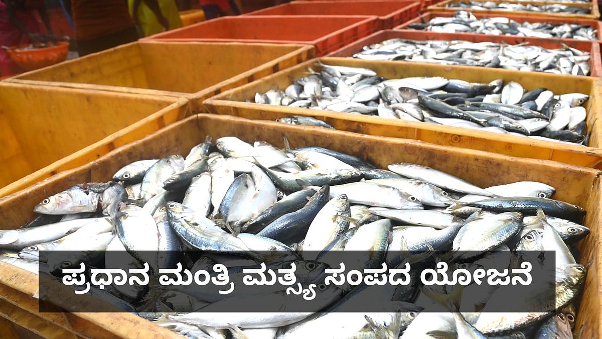 ಪ್ರಧಾನ ಮಂತ್ರಿ ಮತ್ಸ್ಯ ಸಂಪದ ಯೋಜನೆ: ಪ್ರಯೋಜನ ಪಡೆಯುವುದು ಹೇಗೆ? 