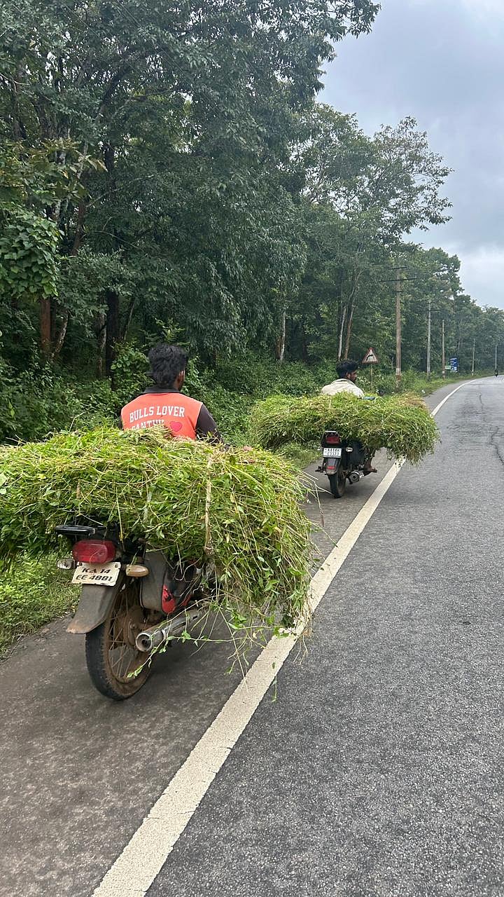 ಜೋಳದ ಜಾಗ ಕಸಿಯುತ್ತಿರುವ ಅಡಿಕೆ: ಜಾನುವಾರುಗಳಿಗೆ ಮೇವು ಪೂರೈಕೆಯೇ ಸವಾಲು
