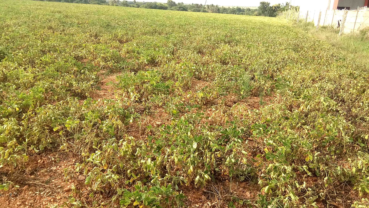 ಮೊಳಕಾಲ್ಮುರು: ಶೇಂಗಾ, ತೊಗರಿಗೆ ಬೆಂಕಿರೋಗದ ಕಾಟ