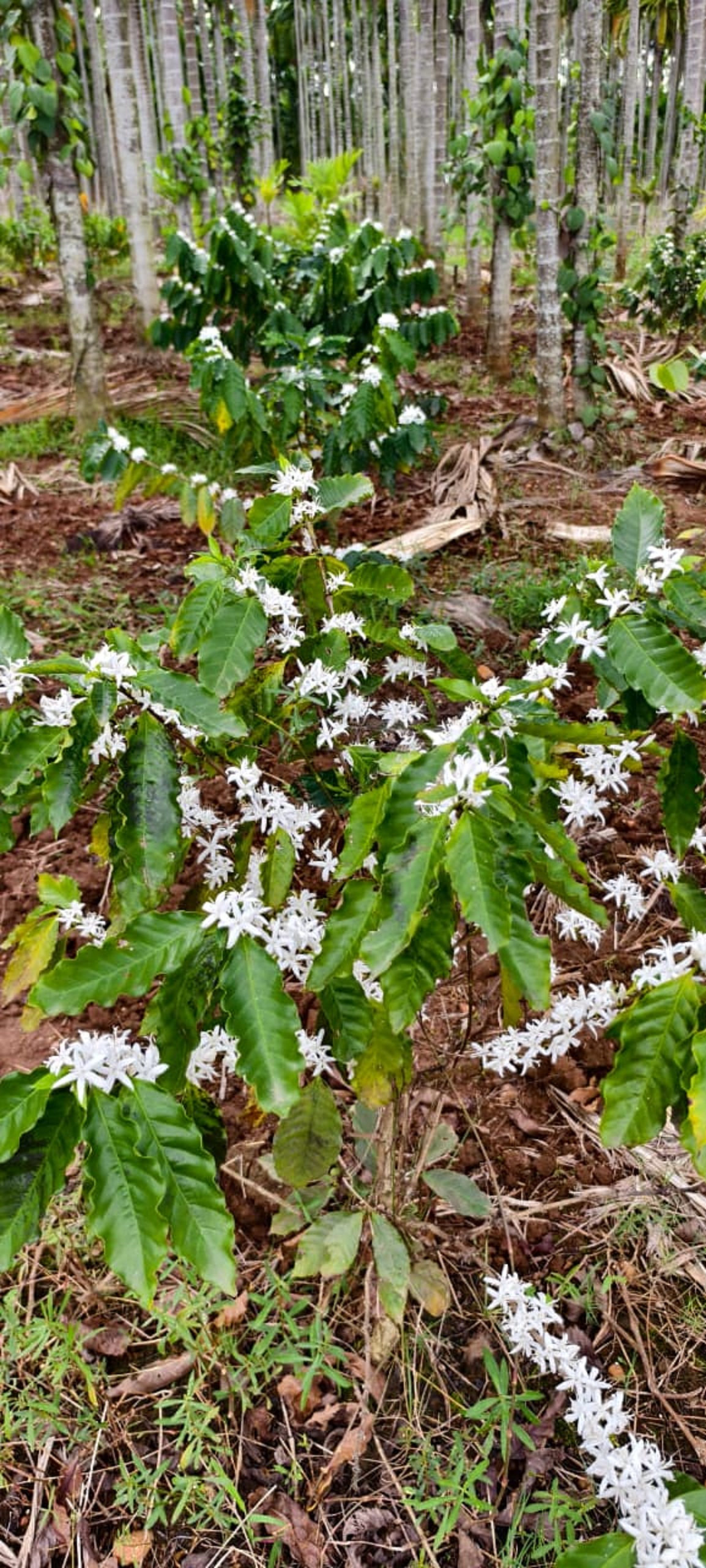 ಕಾಫಿ ಗಿಡದಲ್ಲಿ ಹೂ ಅರಳಿರುವುದು