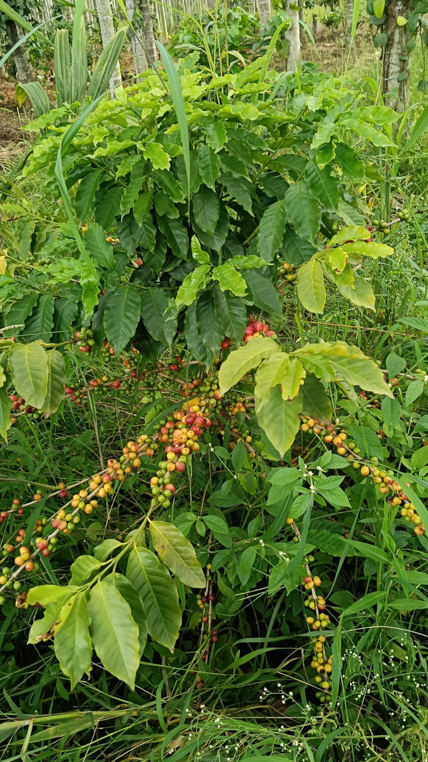 ಕಾಫಿ ಗಿಡದಲ್ಲಿ ಬಿಟ್ಟಿರುವ ಹಣ್ಣು 