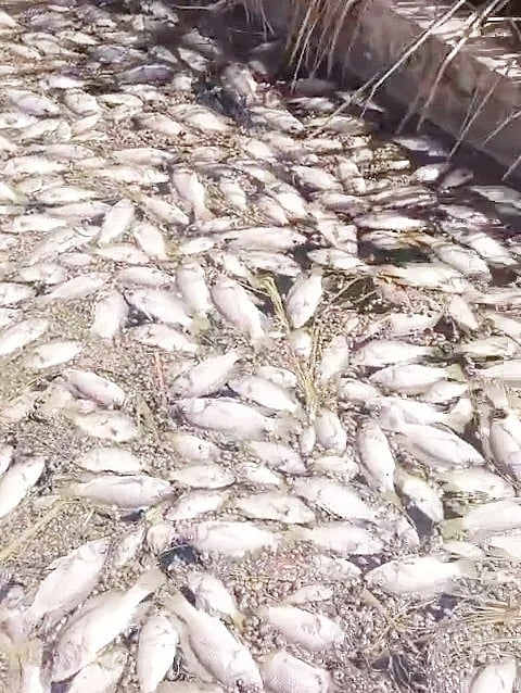 ಕೆರೆಗೆ ರಾಸಾಯನಿಕ ತ್ಯಾಜ್ಯ | ಮೀನುಗಳ ಮಾರಣ ಹೋಮ: ಮೂವರ ಬಂಧನ