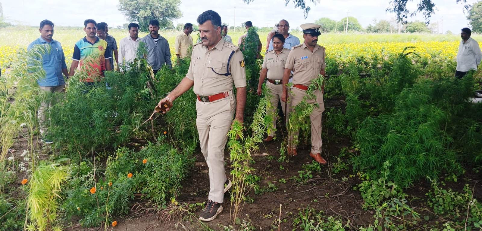 ಫೋಟೋ ಕ್ಯಾಪ್ಷನ್ : 6ಕೆಎಂಎಲ್02 : ಕಮಲನಗರ ತಾಲ್ಲೂಕಿನ ಸಾವಳಿ ಗ್ರಾಮದ ಹೊಲವೊಂದರಲ್ಲಿ ಸೋಮವಾರ ಖಚಿತ ಮಾಹಿತಿ ಮೆರೆಗೆ ಅಕ್ರಮವಾಗಿ ಬೆಳೆದಿದ್ದ ಗಾಂಜಾ ಗಿಡಗಳನ್ನು ಪೊಲೀಸರು ಜಪ್ತಿ ಮಾಡಿಕೊಂಡಿದ್ದಾರೆ.