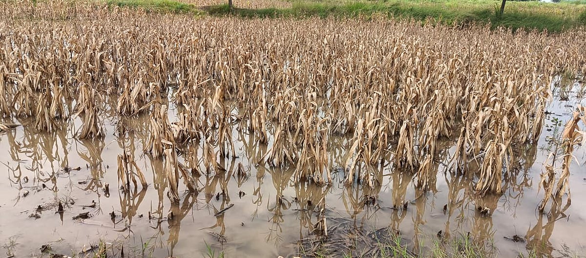ಮುದ್ದೇಬಿಹಾಳ : ಅತೀವೃಷ್ಟಿಗೆ ನಲುಗಿದ ಅನ್ನದಾತನ ಬದುಕು