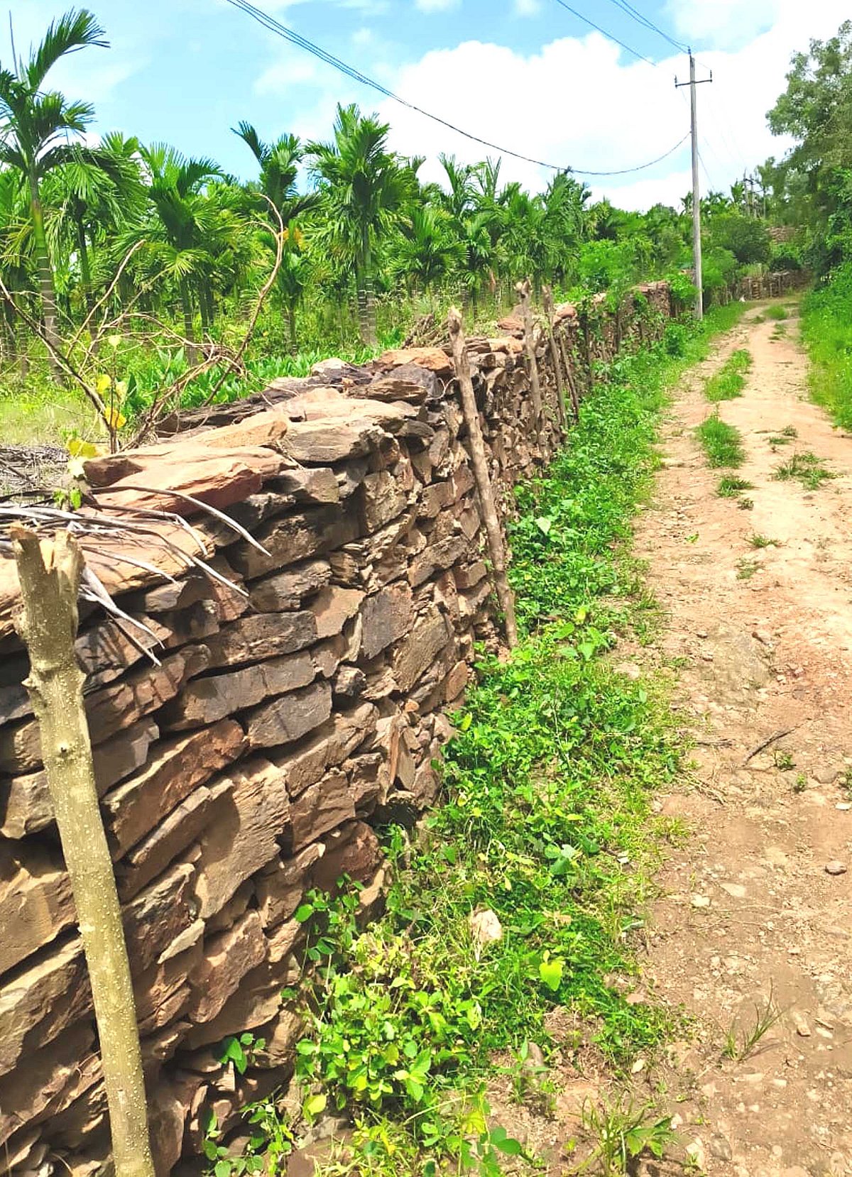 ಮಣ್ಣು–ನೀರಿನ ರಕ್ಷಣೆಗಾಗಿ 500 ಮೀ. ತಡೆಗೋಡೆ: ಗುಡ್ಡದ ಭೂಮಿಯಲ್ಲಿ ಸಮೃದ್ಧ ಬೆಳೆ