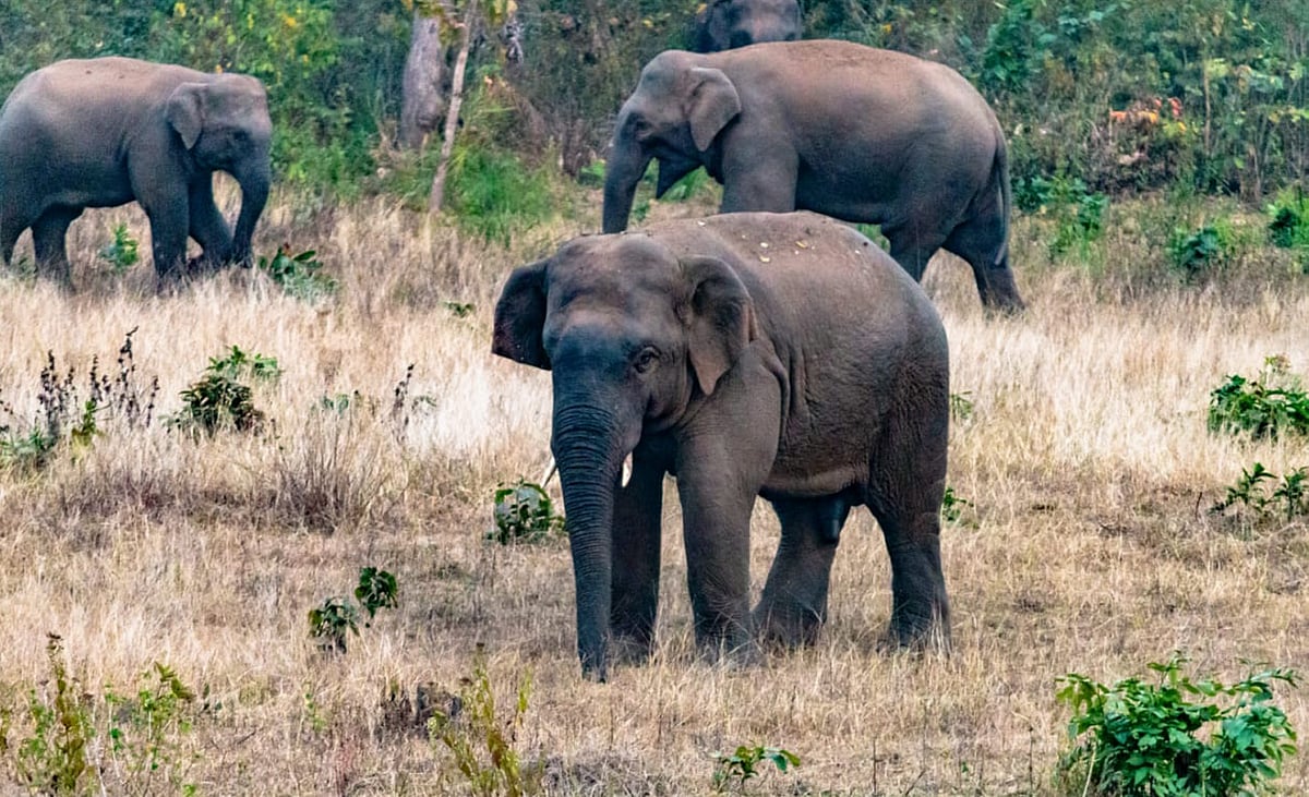 ಛತ್ತೀಸಗಢ | ಬಾವಿಗೆ ಬಿದ್ದ 4 ಆನೆಗಳು: ರಕ್ಷಣಾ ಕಾರ್ಯದಲ್ಲಿ ಅರಣ್ಯಾಧಿಕಾರಿಗಳು