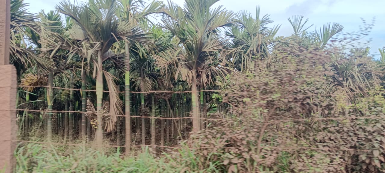 ಗಣಿ ಲಾರಿಗಳ ಓಟಾಟದಿಂದ ಅಡಿಕೆ ಬೆಳೆ ಹಾಳಾಗಿರುವುದು