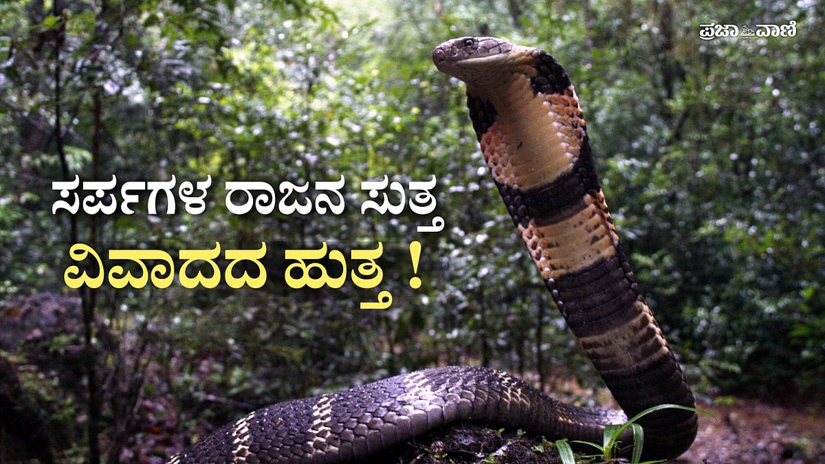 Video | ಆಗುಂಬೆ: ಅಧ್ಯಯನದ ಹೆಸರಿನಲ್ಲಿ ಕಾಳಿಂಗ ಸರ್ಪಗಳ ಶೋಷಣೆ -ಆರೋಪ