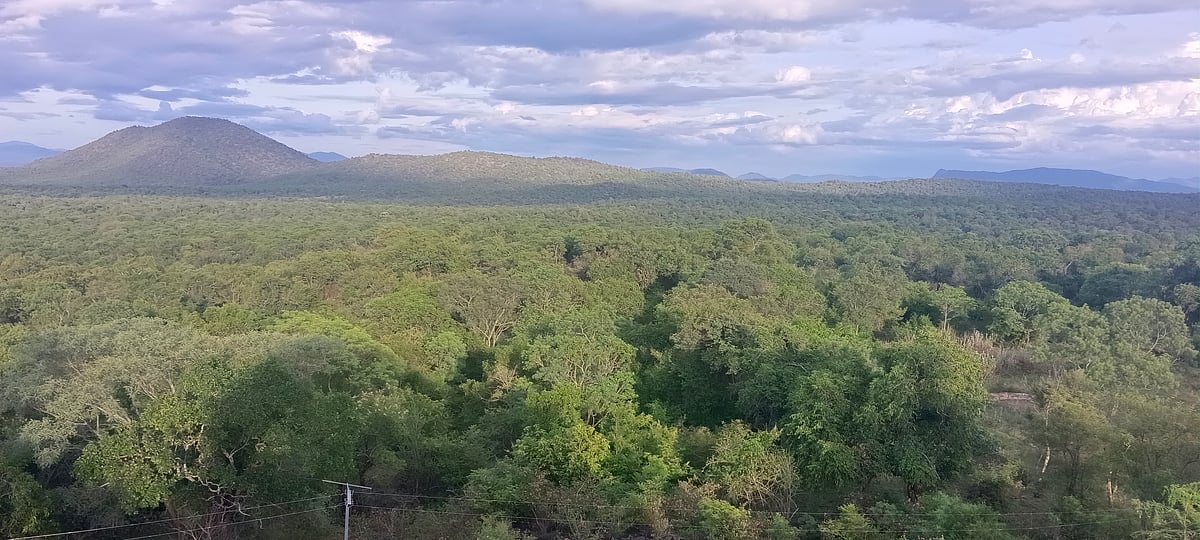 ಕಳಚುತ್ತಿರುವ ಸಾಮರಸ್ಯದ ಕೊಂಡಿ; ವನ್ಯಜೀವಿ ಪ್ರಾಣಕ್ಕೆ ಕುತ್ತು
