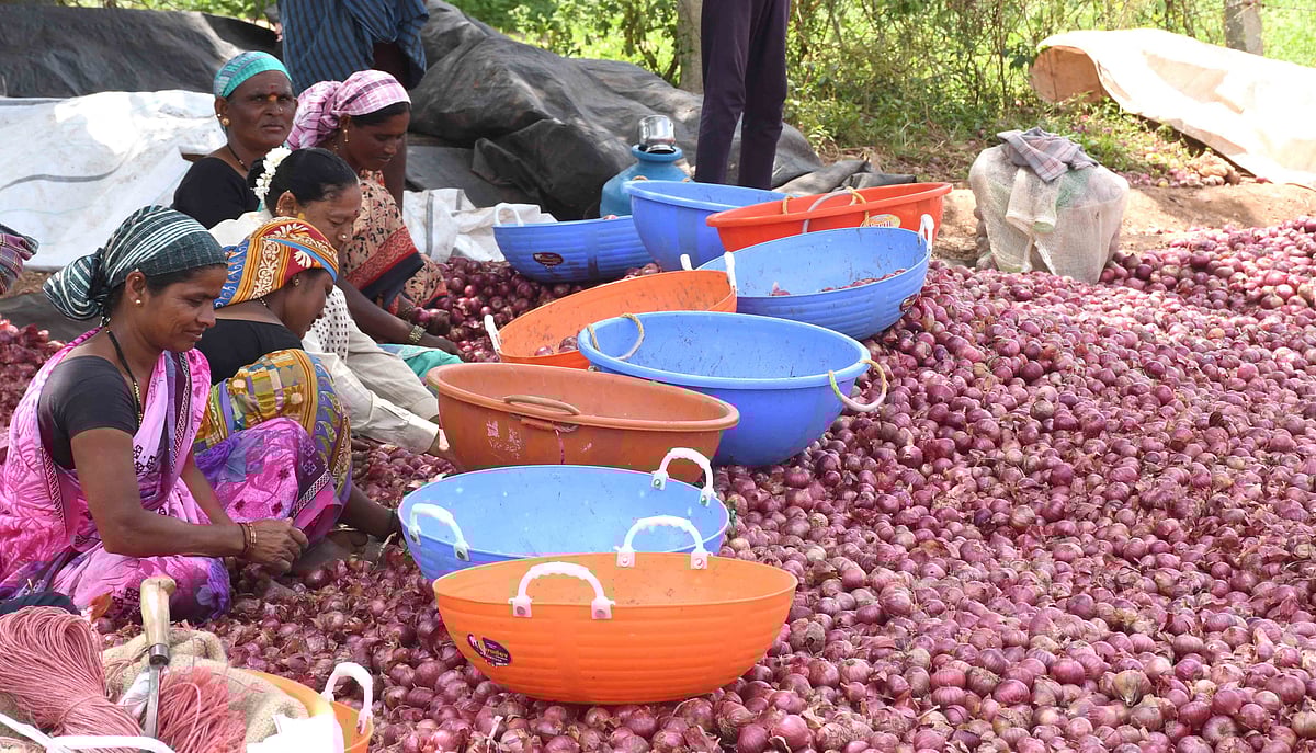 ಧಾರವಾಡ | ಈರುಳ್ಳಿ ಧಾರಣೆ ಕುಸಿತ; ಬೆಳೆಗಾರರಿಗೆ ಸಂಕಷ್ಟ