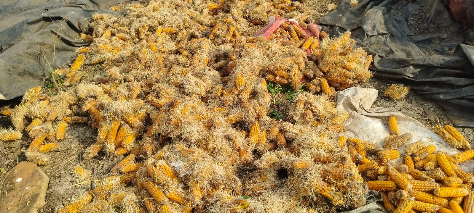 ಮೊಳಕೆಯೊಡೆದ ಮೆಕ್ಕೆಜೋಳ