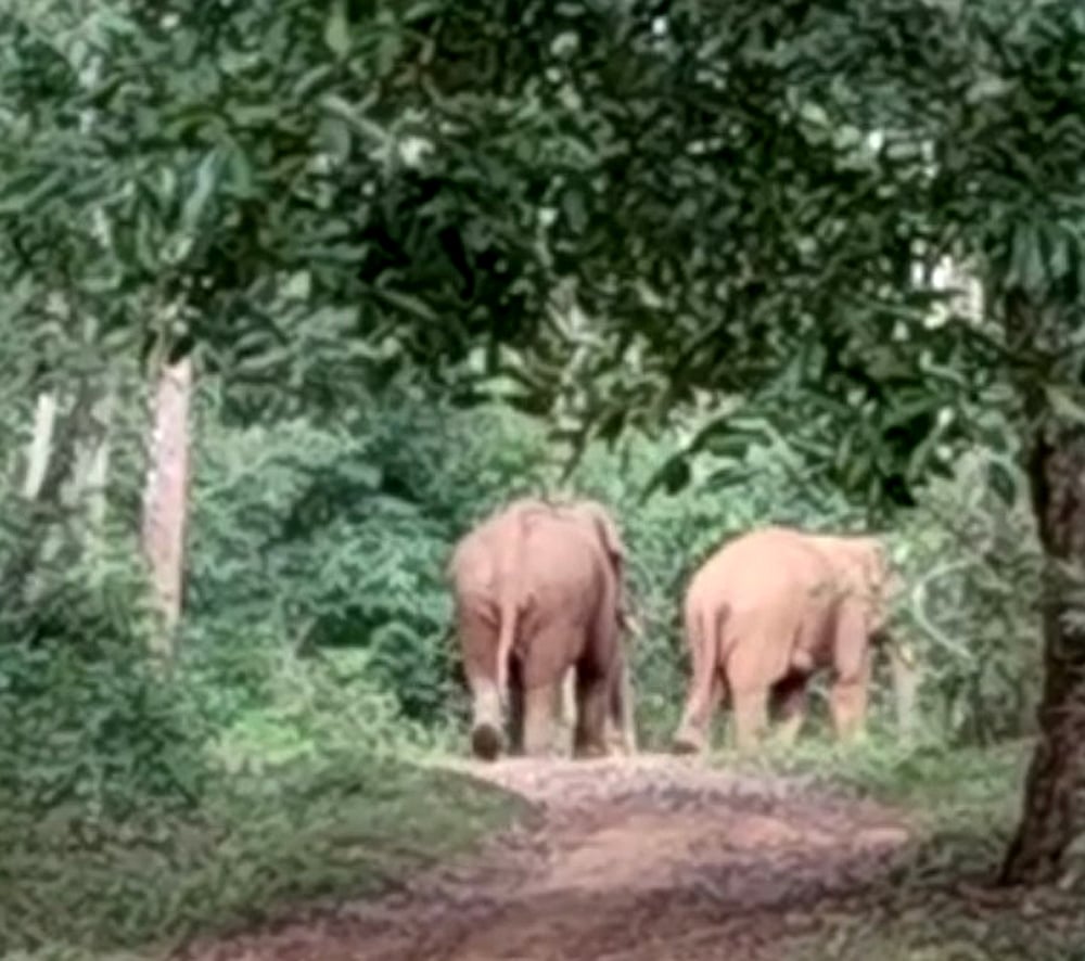 ನರಸಿಂಹರಾಜಪುರ: ಕುಂಬ್ರಿ ಗ್ರಾಮ ವ್ಯಾಪ್ತಿಯಲ್ಲಿ ಎರಡು ಕಾಡಾನೆಗಳು ಪ್ರತ್ಯಕ್ಷ