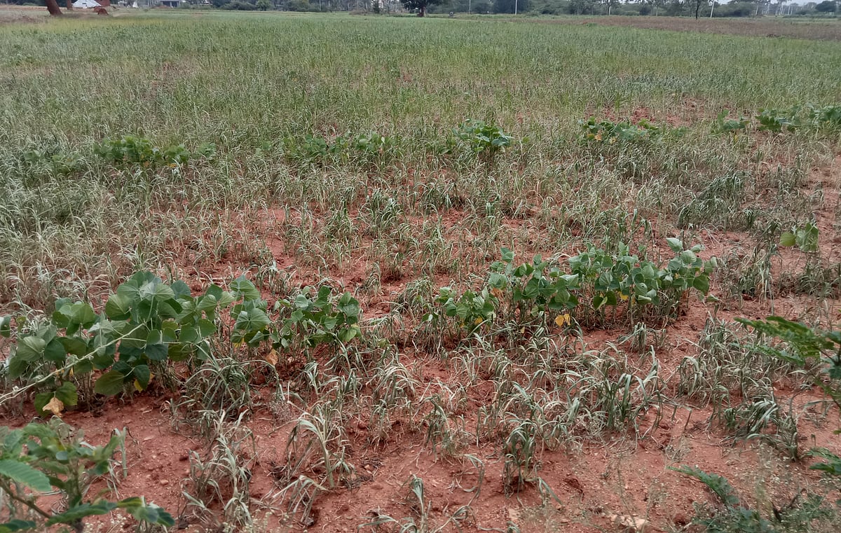 ಚಾಮರಾಜನಗರ | ಹಿಂಗಾರು ಬಿತ್ತನೆಗೆ ಮಳೆ ಕೊರತೆ: ರೈತರಲ್ಲಿ ಆತಂಕ