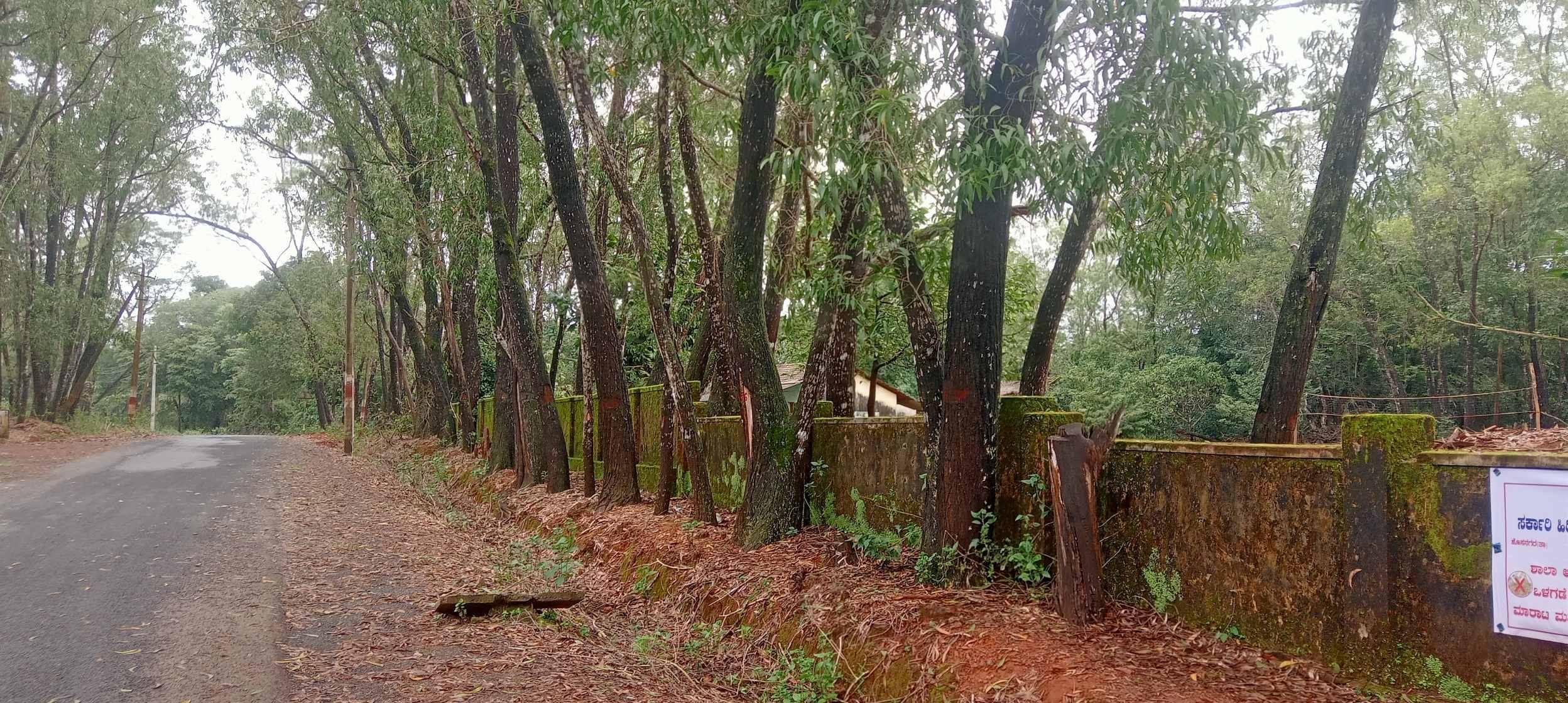 ರಸ್ತೆ ಪಕ್ಕದಲ್ಲೆ ಇರುವ ಅಪಾಯಕಾರಿ ಮರಗಳು
