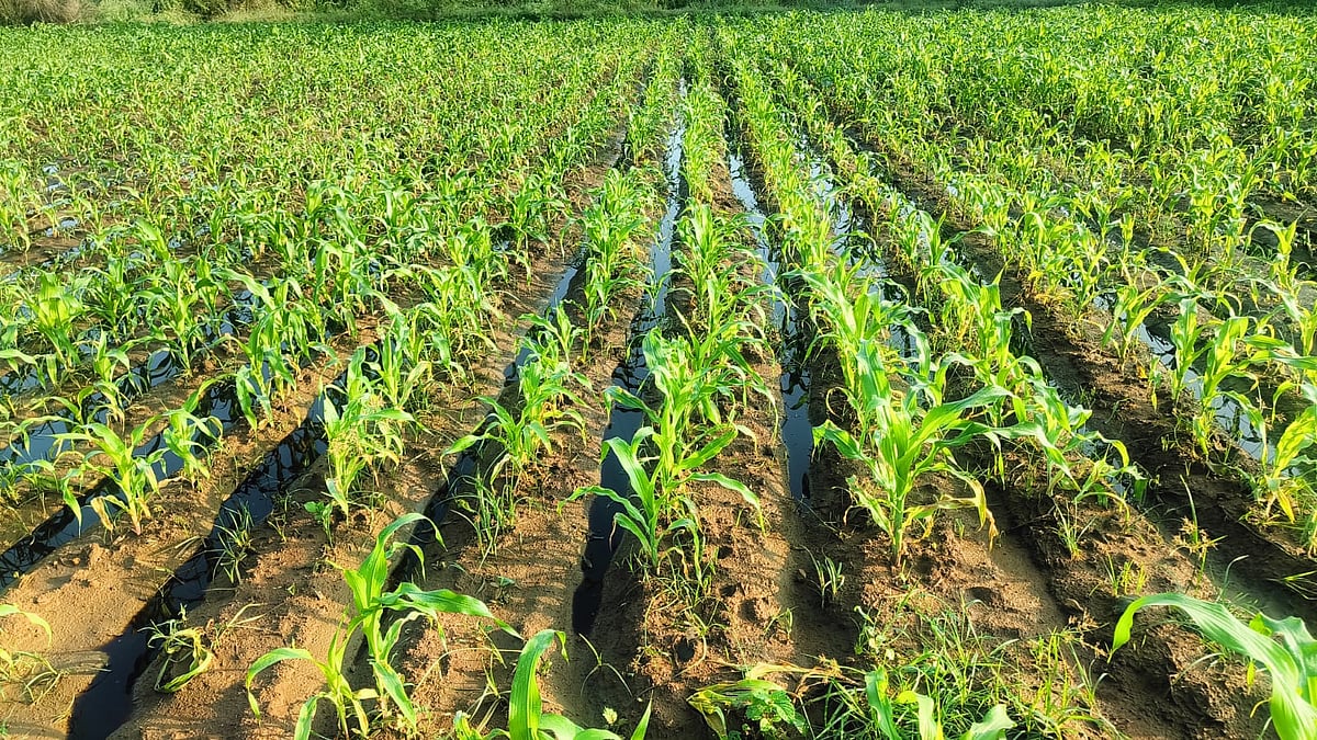 ಗೌರಿಬಿದನೂರು | ರೈತರ ಹೊಲಗಳಿಗೆ ಕೈಗಾರಿಕಾ ತ್ಯಾಜ್ಯ: ಜಾನುವಾರುಗಳಿಗೆ ಸಂಕಷ್ಟ