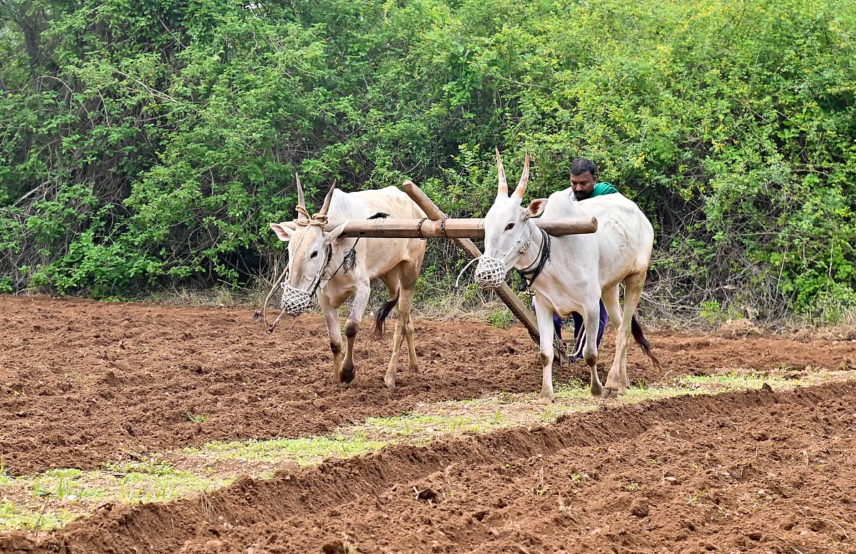 ಮೈಸೂರು: ರೈತರ ಕೈ ಹಿಡಿಯುತ್ತಾ ಹಿಂಗಾರು?