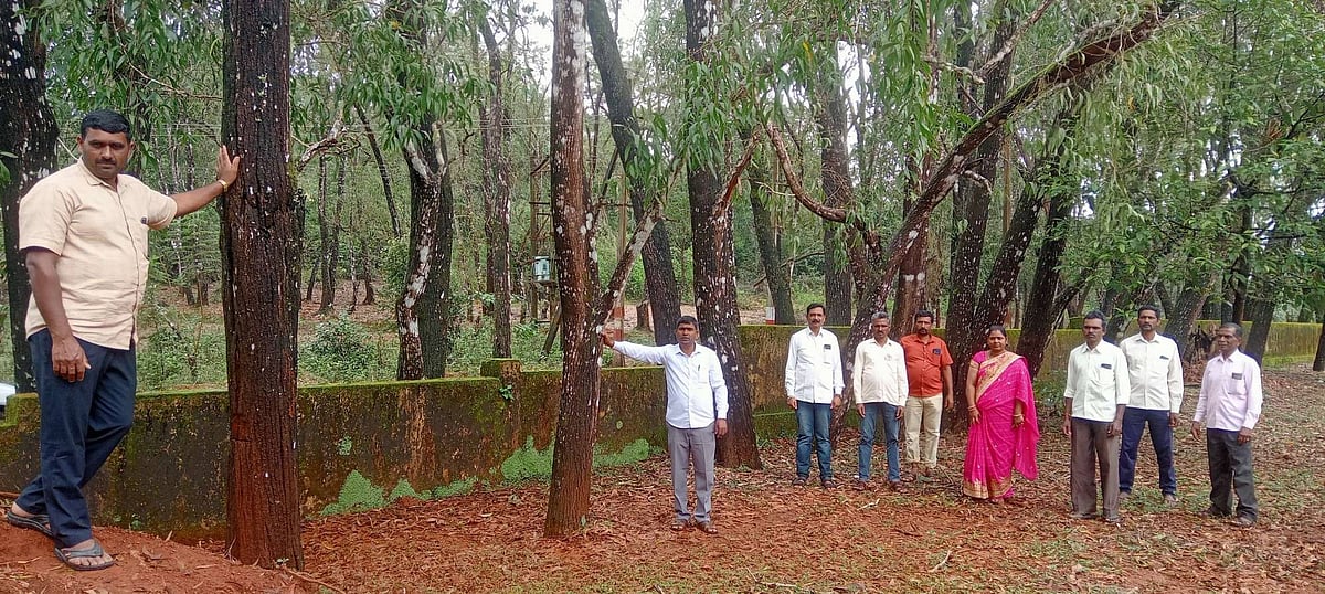 ಮಂಡ್ರೊಳ್ಳಿ ಶಾಲೆ: ತೆರವಾಗದ ಅಕೇಶಿಯಾ!