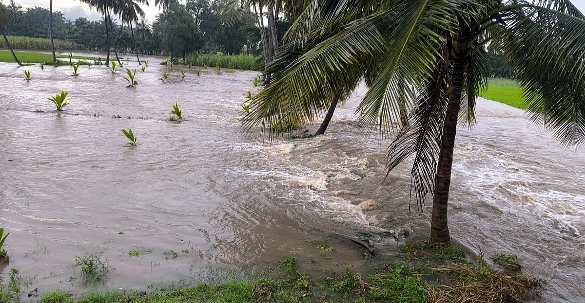 ಶ್ರೀರಂಗಪಟ್ಟಣ: ಭಾರಿ ಮಳೆಗೆ ಉಕ್ಕಿ ಹರಿದ ಹಳ್ಳ, ನೂರಾರು ಎಕರೆ ಜಮೀನು ಜಲಾವೃತ